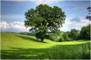 can dreams change our lives tree article